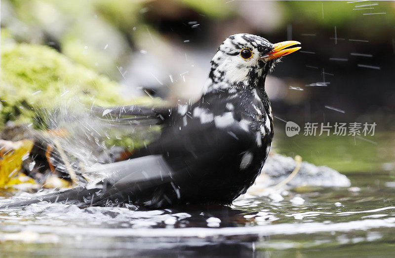 黑鸟(Turdus merula)男性与白化洗澡